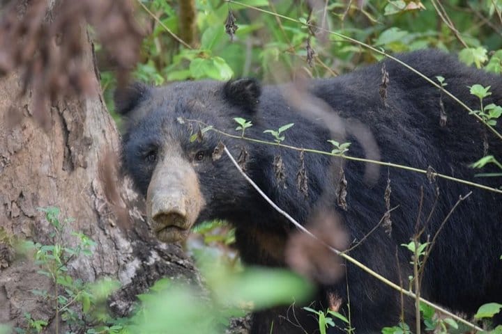 Jaipur Heritage walk Tour