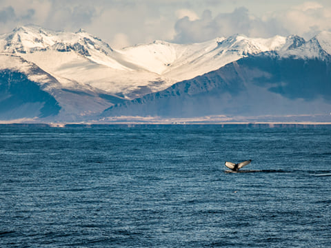 Whale Watching, photo 12