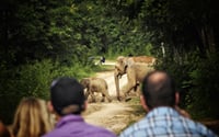 Watching wild elephants in Kuiburi National Park - a unique opportunity with a private guide 10