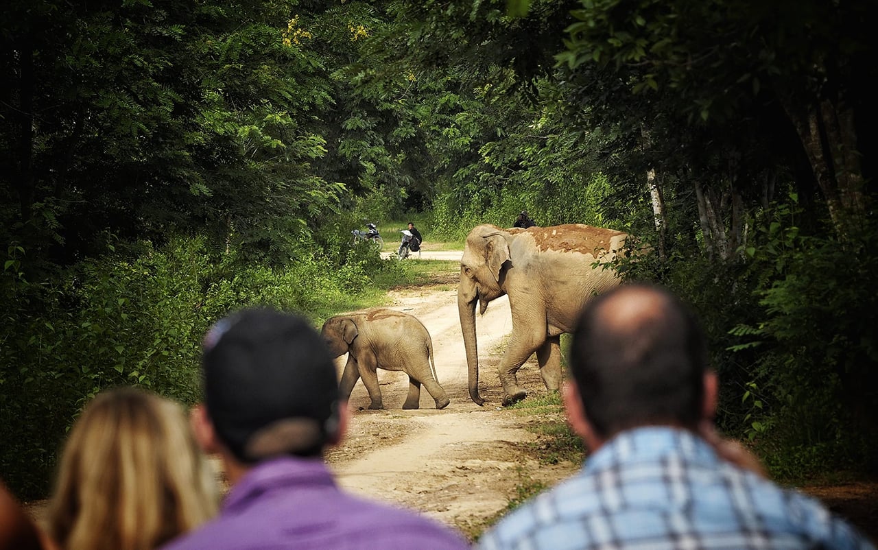 Watching wild elephants in Kuiburi National Park - a unique opportunity with a private guide 10