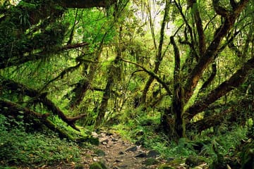 Ghale Gaun Village Homestay Hike