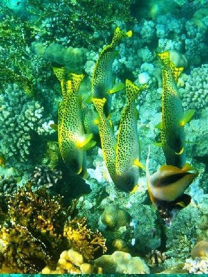 trip to the Valley of the Nile