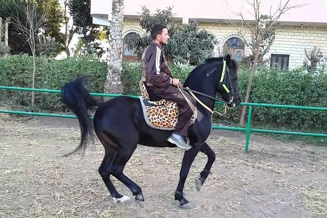 Horse Riding trip Hurghada