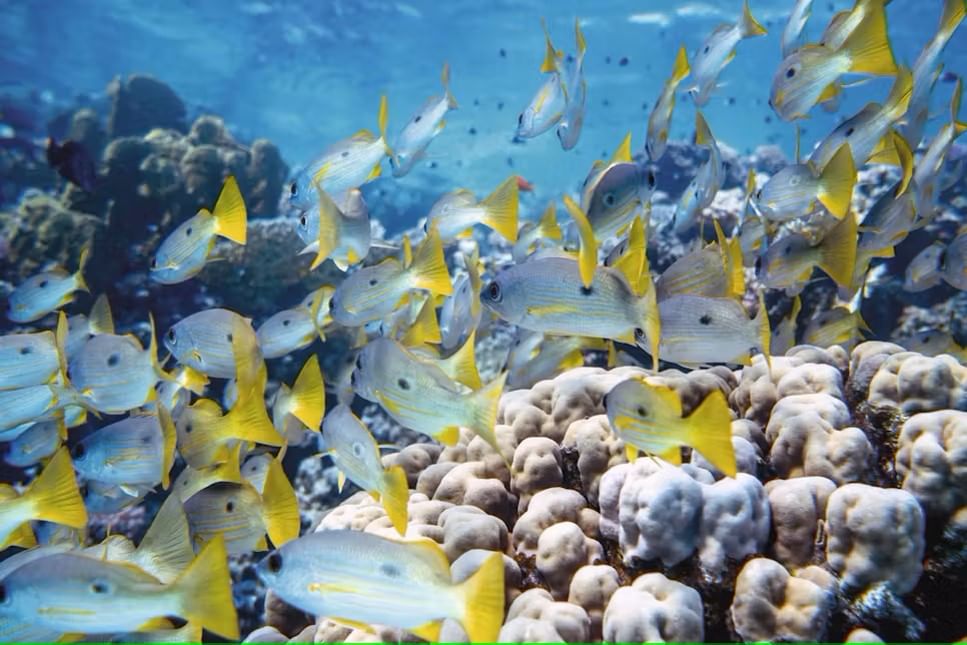 Full-Day Catamaran Snorkeling Tour with Lunch from Puerto Plata