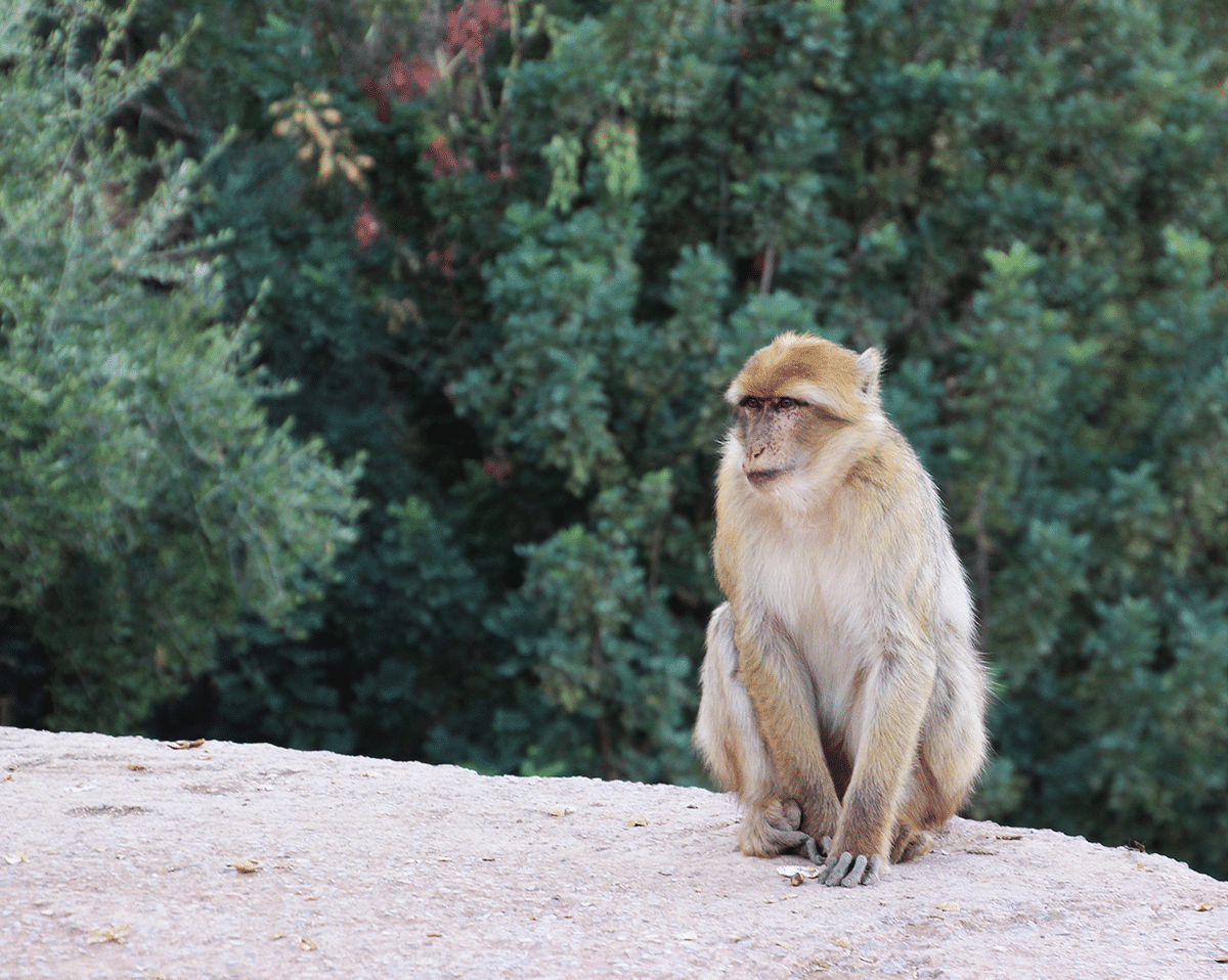 Private Nature Day Trip To Ouzoud Waterfalls from Marrakech