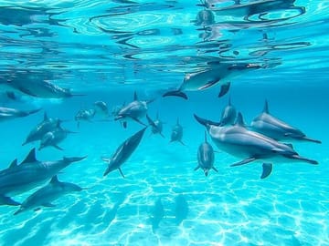 Swim with Dolphins and Snorkel at Satayeh Reef from Cairo
