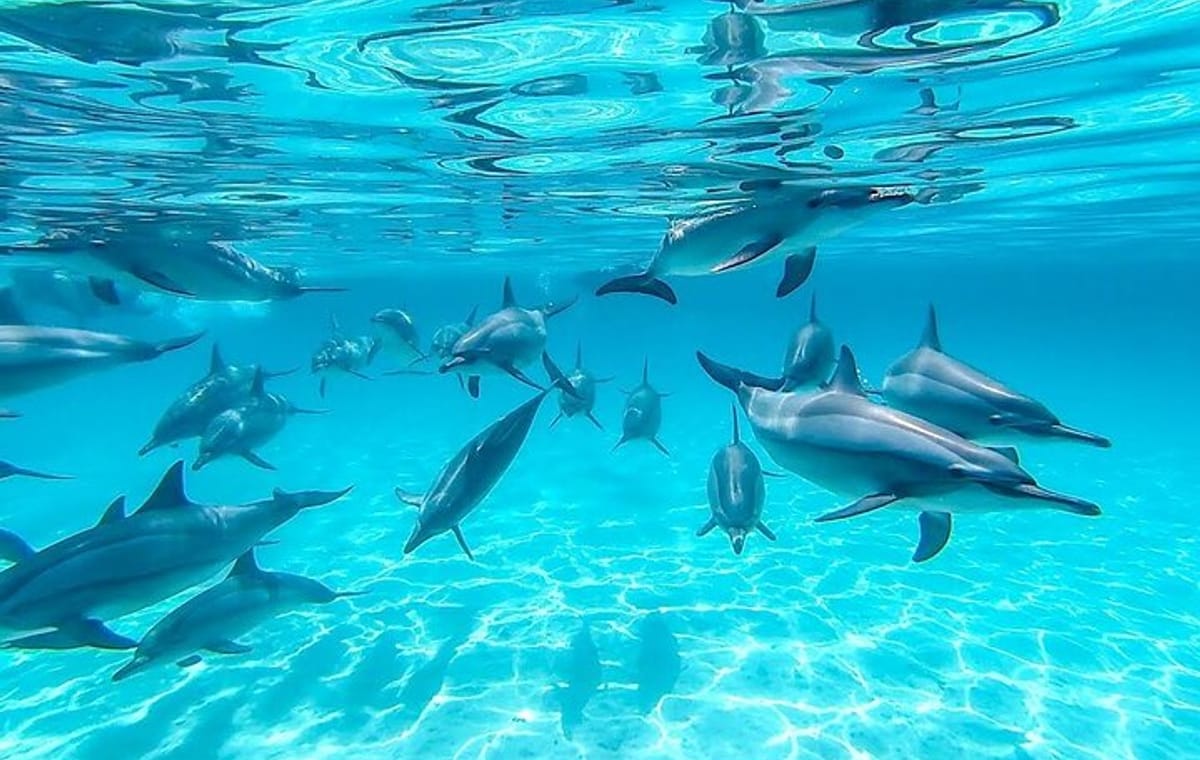 Swim With Dolphin in Dolphin House Satayeh Reef Snorkeling Sea Trip