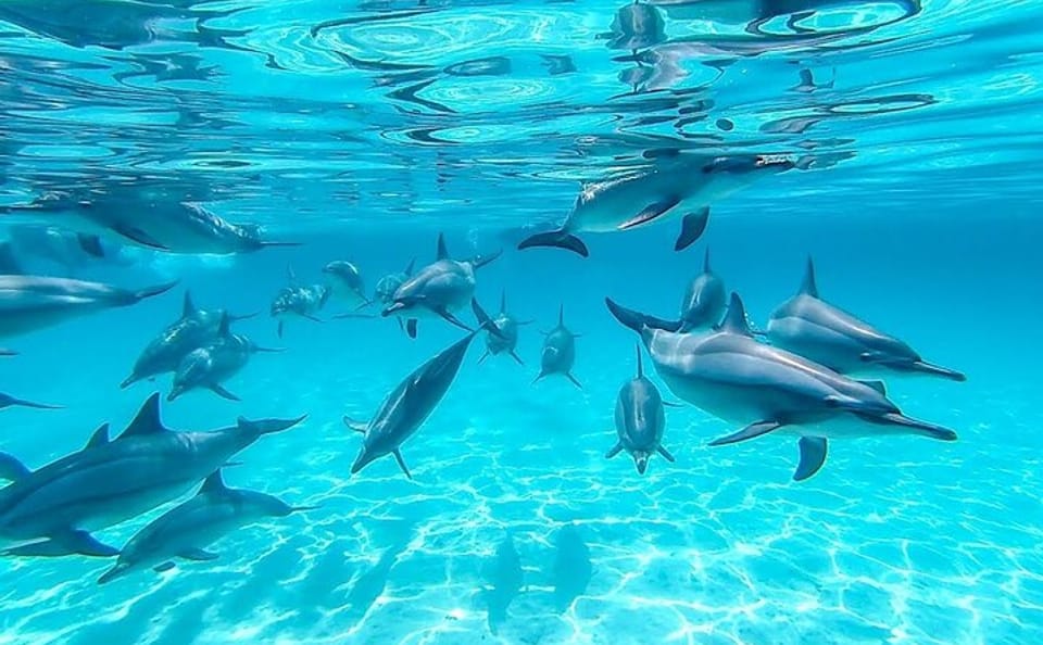 Swim with Dolphins and Snorkel at Satayeh Reef from Cairo