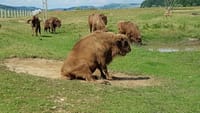 From Brasov: Day Trip to the Bison Reserve & Traditional Lunch 4