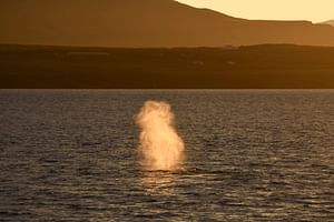 Akureyri Classic Whales in the Midnight Sun