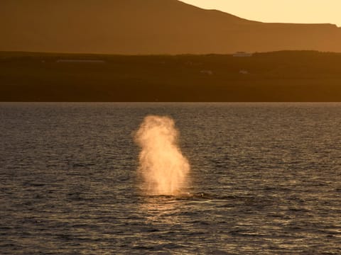 Akureyri Classic Whales in the Midnight Sun, photo 2