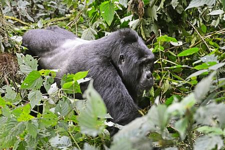 Gorilla Trekking and Golden Monkey Tracking in Mgahinga Park, Uganda