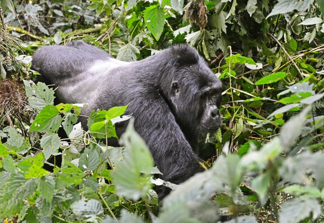 3-Day Gorilla Trekking in Mgahinga Park