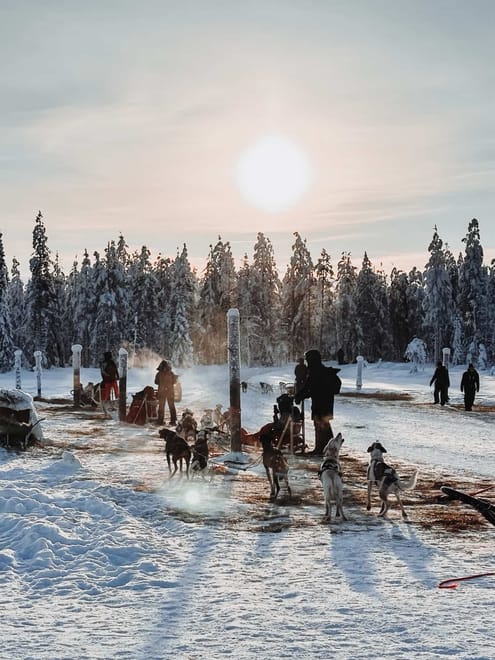1,5 hour husky experience - 5km Husky Safari & Farm Visit 5