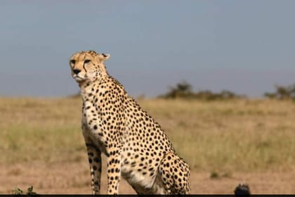 8-Day Kenya Nature & Wilderness Mid Range-Luxury Safari