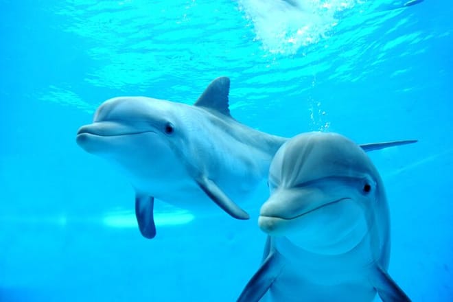 Dolphin House Reef Snorkeling Adventure &amp; Transfers – Marsa Alam
