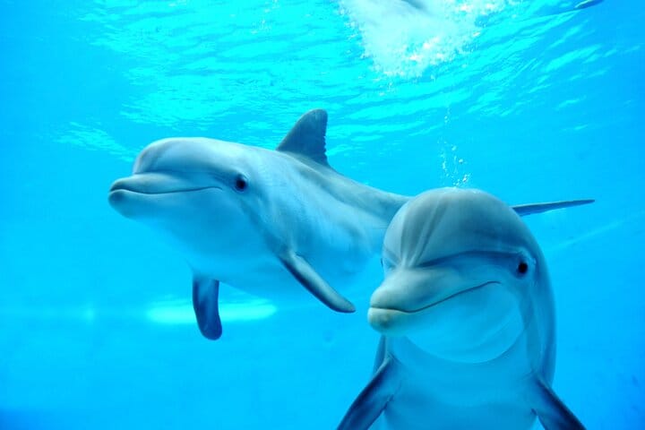 Dolphin House Reef Snorkeling Adventure &amp; Transfers – Marsa Alam