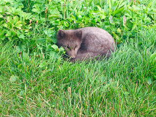 Midnight Sun & Arctic Foxes, photo 15