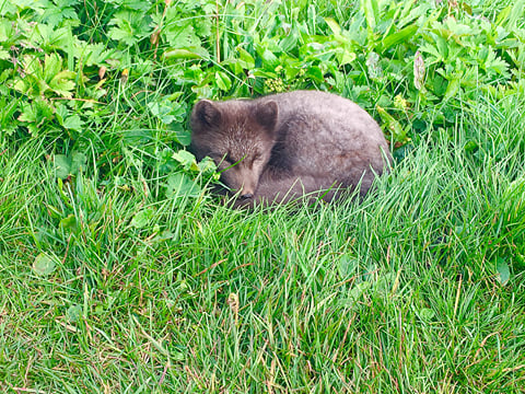 Midnight Sun & Arctic Foxes, photo 15