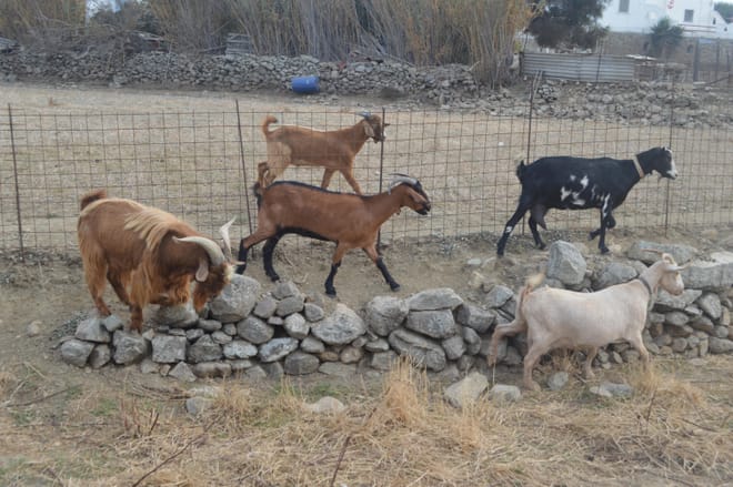 Visit the Farm - Enjoy Animals and Nature in Mykonos 9