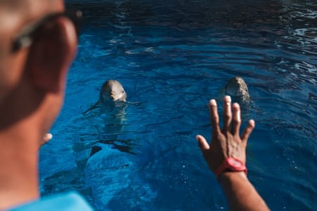 Dolphin Show & Interactive Swimming Experience in Sharm El Sheikh