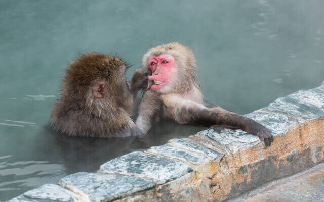 Private Snow Monkey Day Trip to Nagano from Tokyo by Bullet Train photo 6