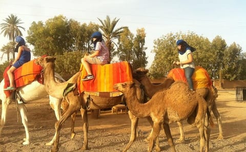 Camel Ride Tour in Marrakech with Berber Lifestyle Insights