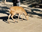 Hiroshima Station to Miyajima and Peace Park Group Tour 5