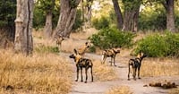 Savuti: 3 Day Mobile Safari with Safari River Cruise in Chobe River 3