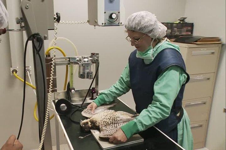 Abu Dhabi Falcon Hospital Tour