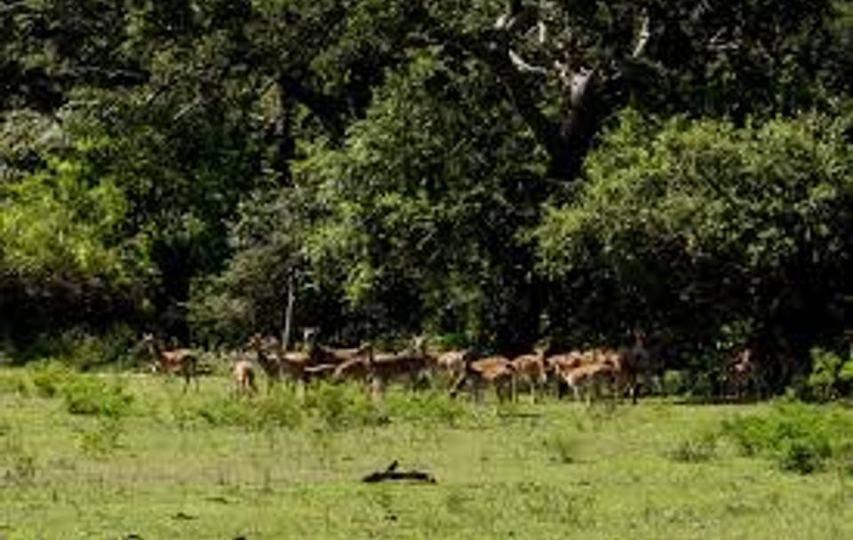 Wildlife & Adventure Tour in Sri Lanka From 11 days