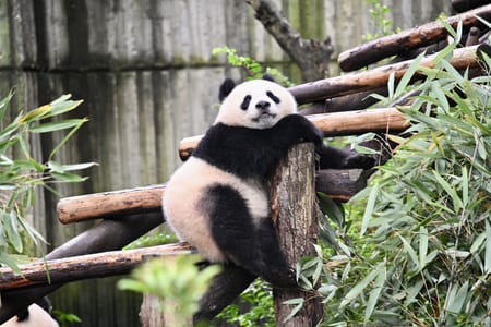 Chengdu Panda Park Daily Bus Tour with Tickets