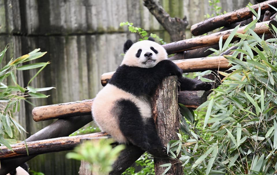 Chengdu Panda Park Tour with Transportation and Admission