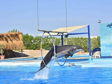 Dolphin Show in Sharm El Sheikh