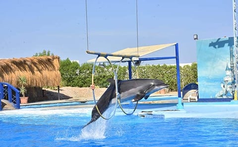 Dolphin Show in Sharm El Sheikh