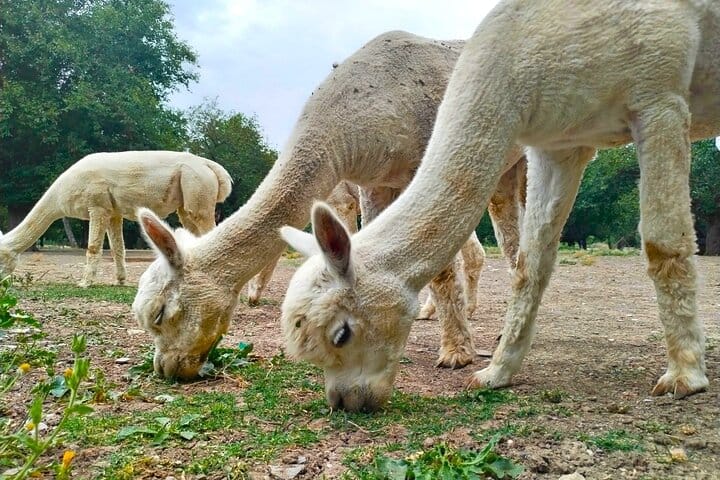 Baku-tour_Shamakhi-tour-Alpaca-tour-Azerbaijan