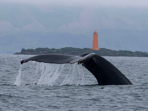 Classic Whale Watching from Dalvík, photo 15