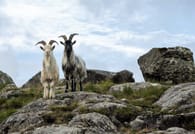 Scenic Connemara & Connemara National Park day tour departing Galway City. Guided. 10