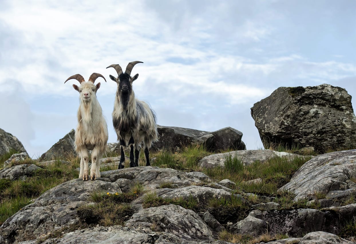 Scenic Connemara & Connemara National Park day tour departing Galway City. Guided. 10
