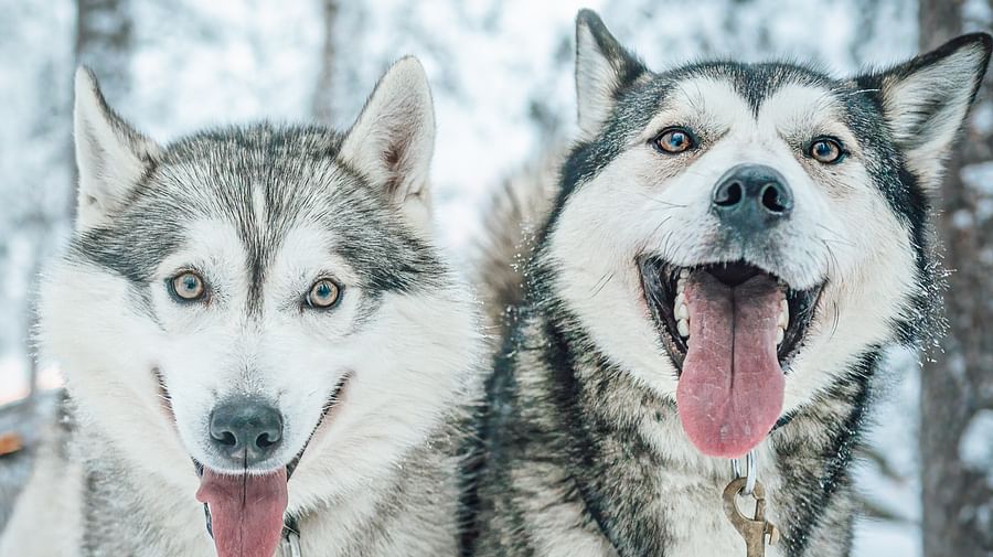 Husky ride, Husky safari, Pure Lapland, Siberian Husky, Rovaniemi Lapland