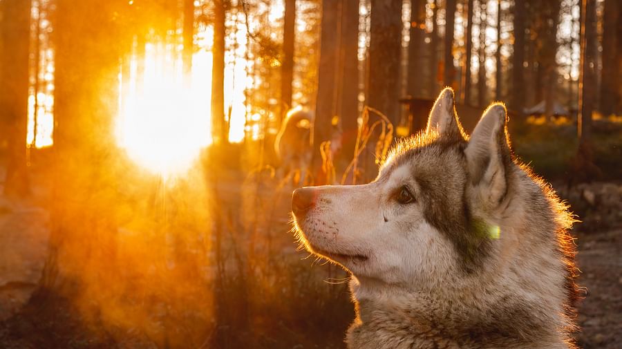 Husky Park visit, Siberian Husky, Rovaniemi Lapland