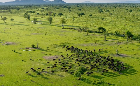 2Nights Ultimate Selous (Nyerere National Park) from Zanzibar