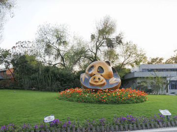 Chongqing to Chengdu High-Speed Rail Tour: One-Day Panda Base Excursion