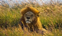 4 days,3 nights group joining lodge safari to Serengeti ,Ngorongoro and Manyara 6