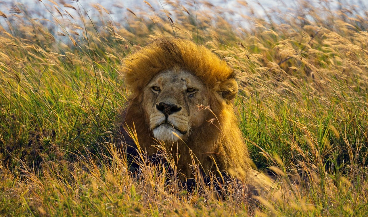 4 days,3 nights group joining lodge safari to Serengeti ,Ngorongoro and Manyara 6