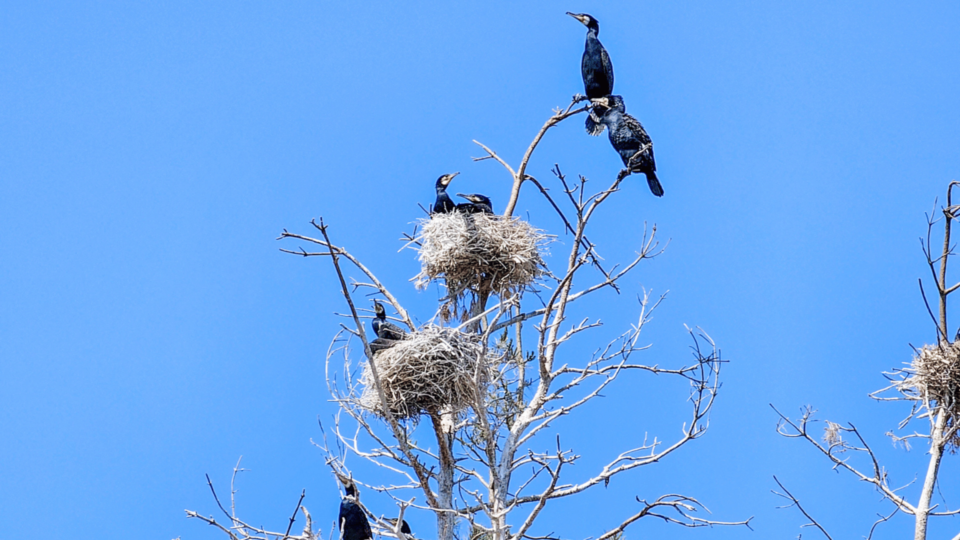 Latvian Jungle Tour on a SUP Board