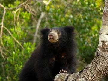 Private Full Day Wildlife Tour of Wilpattu National Park from Colombo