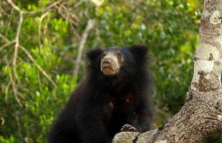 Private Full Day Wildlife Tour of Wilpattu National Park from Colombo