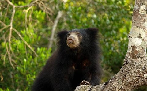 Private Full Day Wildlife Tour of Wilpattu National Park from Colombo