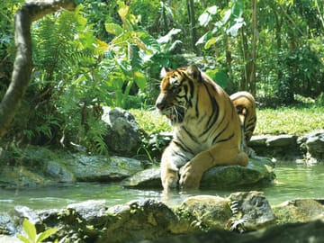 Cebu Safari and Adventure Park Full-Day Tour in Carmen